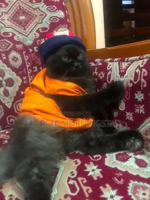 Persian Cat