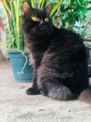 Persian Cat