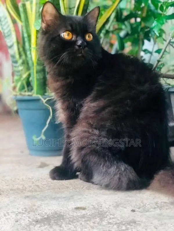 Persian Cat