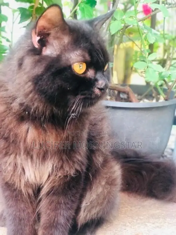 Persian Cat