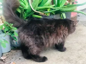 Persian Cat
