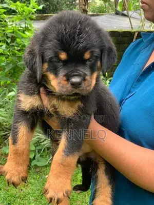 Rottweiler Puppies