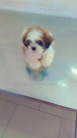 Shih Tzu Puppies