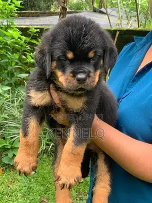Rottweiler Puppies