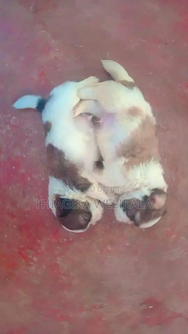 Shih Tzu Puppies