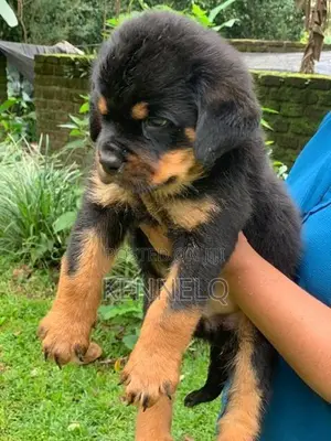 Rottweiler Puppies