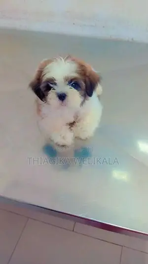 Shih Tzu Puppies
