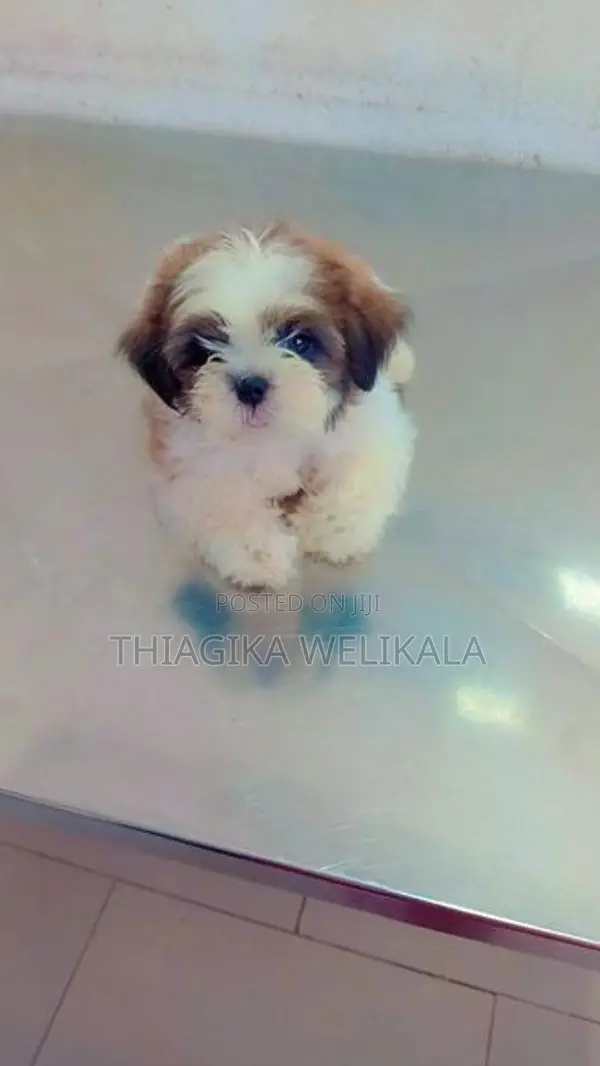 Shih Tzu Puppies