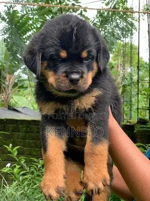Rottweiler Puppies