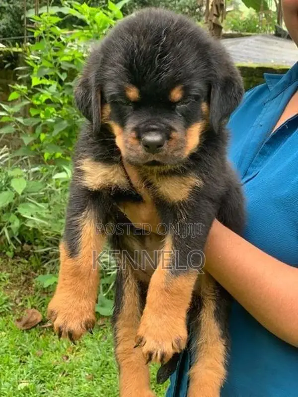 Rottweiler Puppies