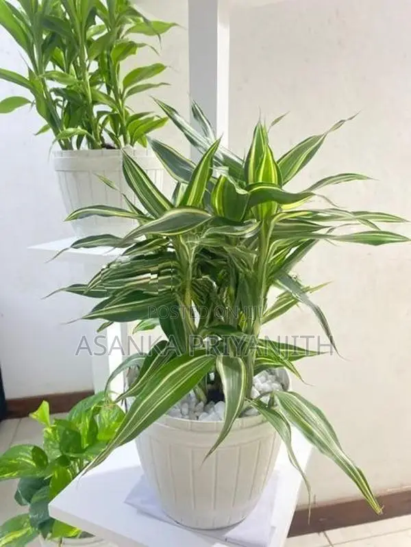 Indoor Plant Stand