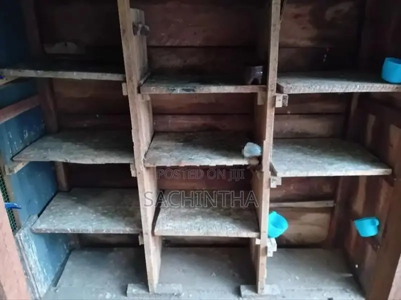 පරවි කූඩුවක්