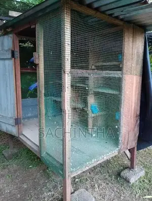 පරවි කූඩුවක්