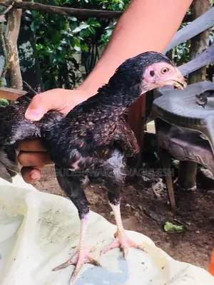 ගම් කුකුලන්