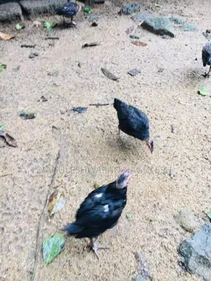 ගම් කුකුලන්