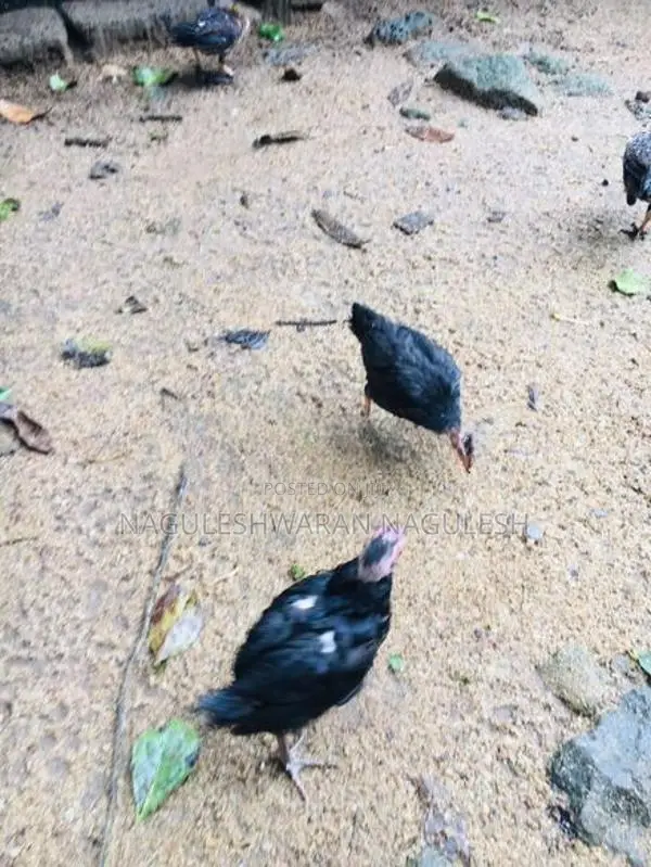 ගම් කුකුලන්