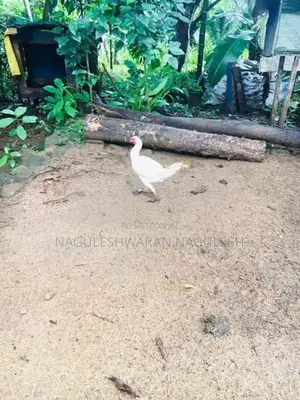 ගම් කුකුලන්