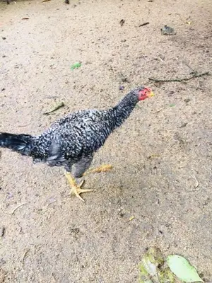 ගම් කුකුලන්