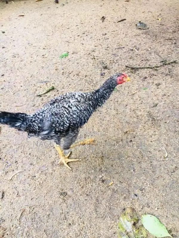 ගම් කුකුලන්