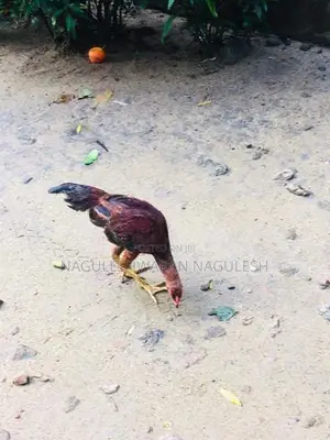 ගම් කුකුලන්