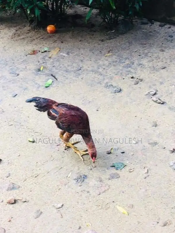 ගම් කුකුලන්