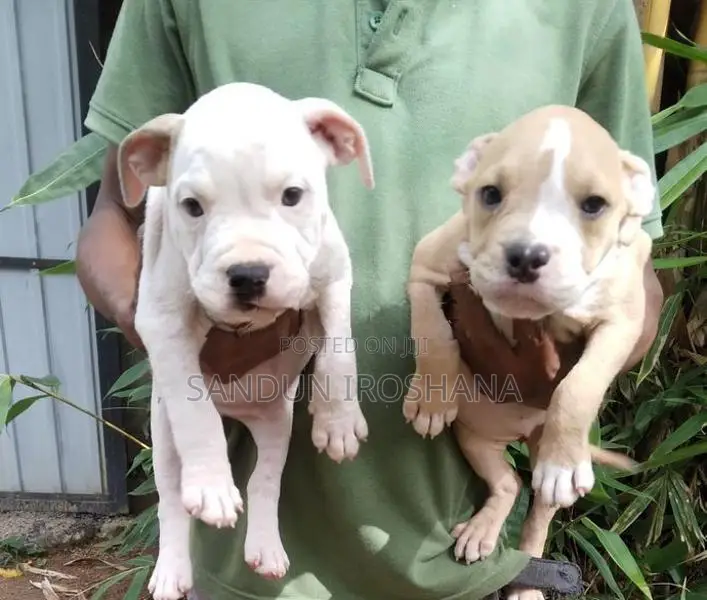 American Bully Puppies