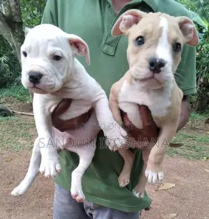 American Bully Puppies