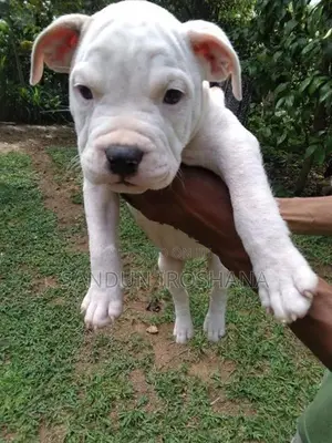 American Bully Puppies