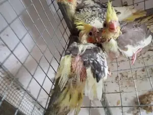 African Love Birds