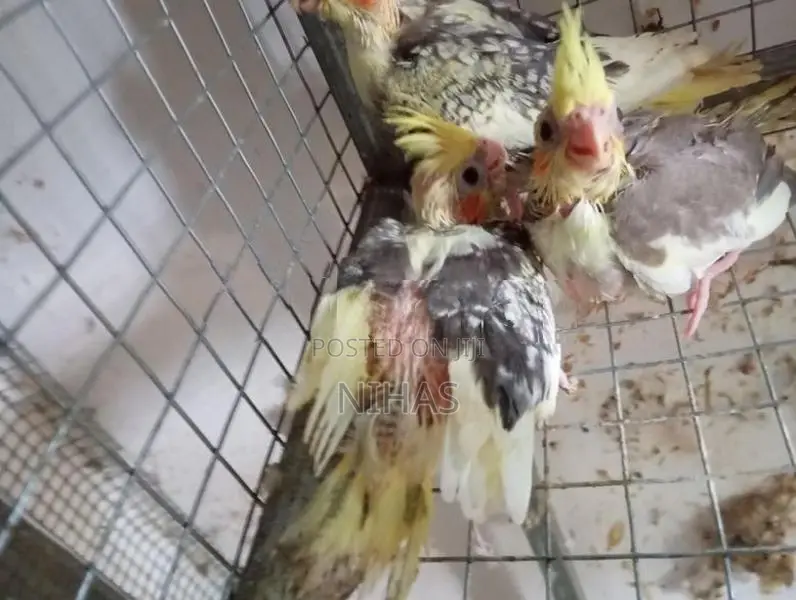 African Love Birds