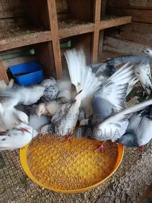 ටයිමින් පරවී