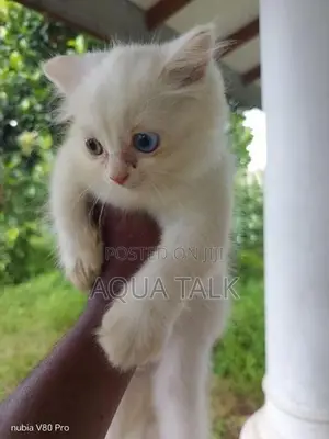 White Persian Kittens