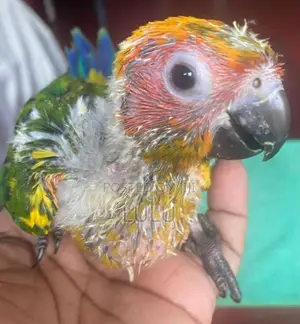 Sun Conure Birds