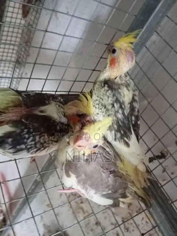 African Love Birds