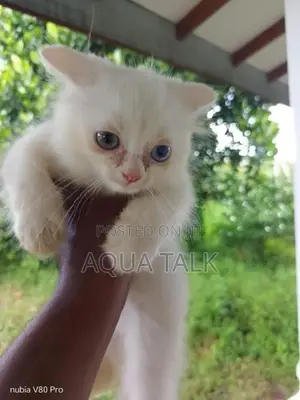 White Persian Kittens