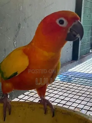 Sun Conure Birds