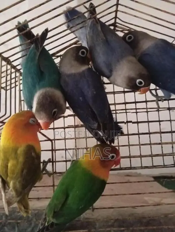 African Love Birds