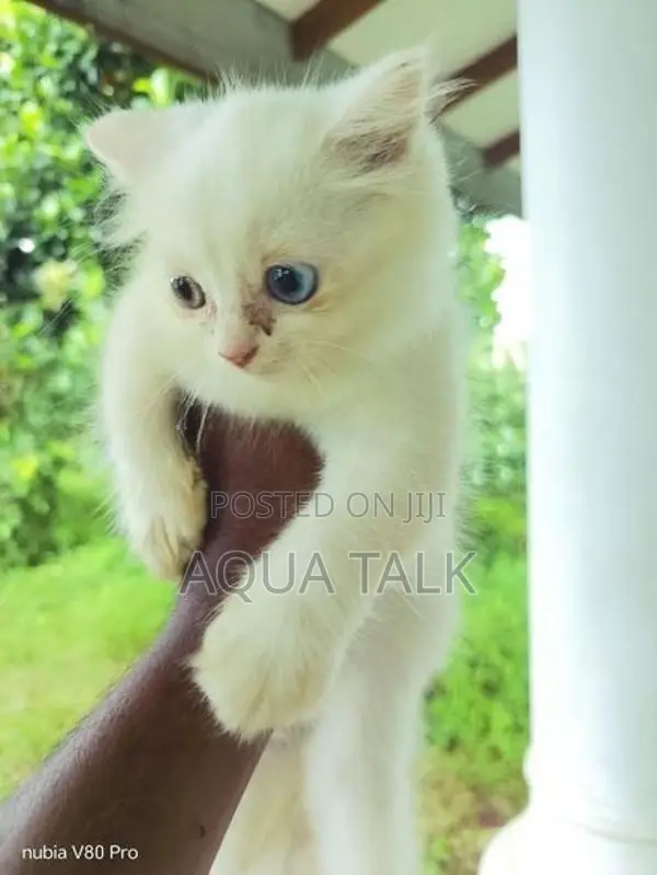 White Persian Kittens