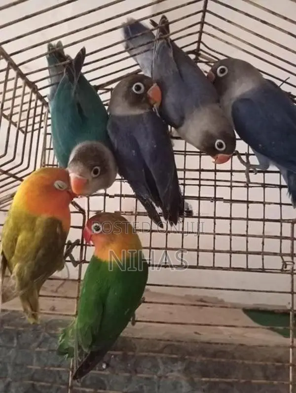 African Love Birds