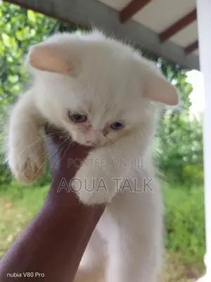 White Persian Kittens