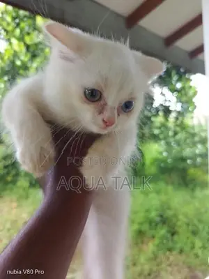 White Persian Kittens