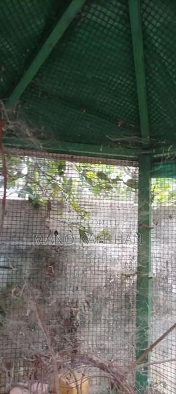 Bird Cage