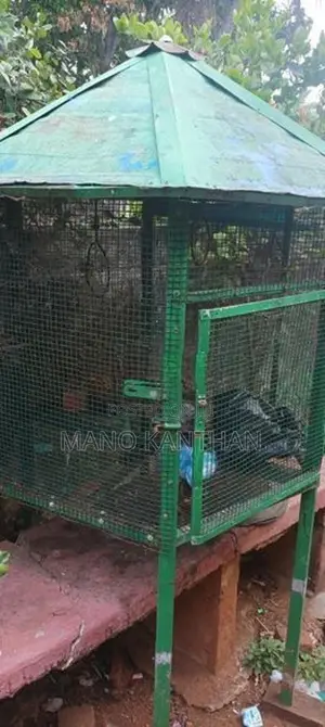 Bird Cage