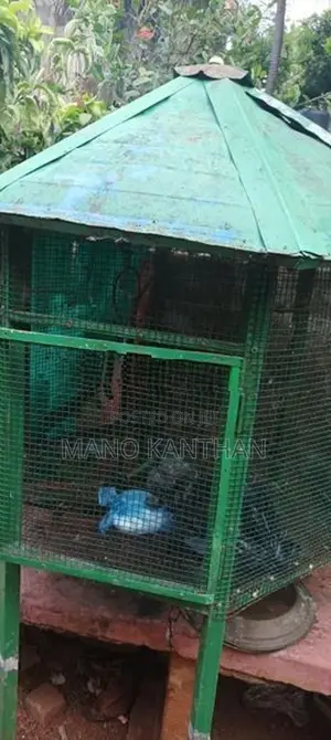Bird Cage