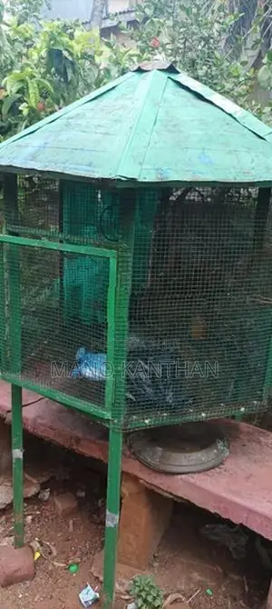 Bird Cage