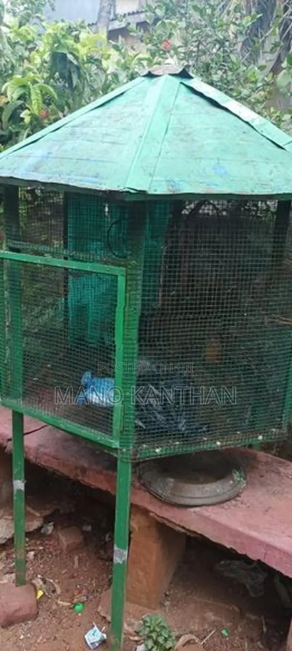 Bird Cage