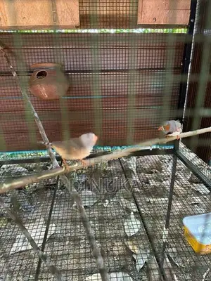 Finch Breeding Pair