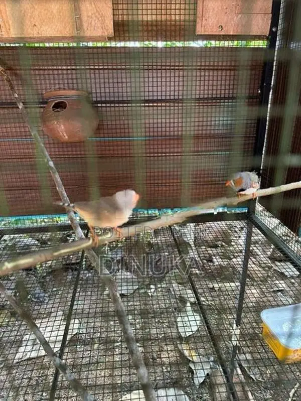 Finch Breeding Pair