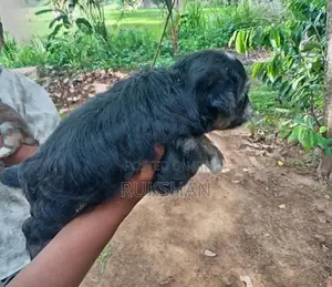 Shih Tzu Puppies
