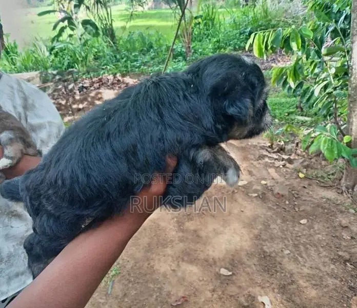 Shih Tzu Puppies
